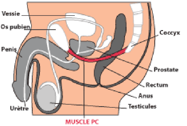 muscle PC pubo-coccygien